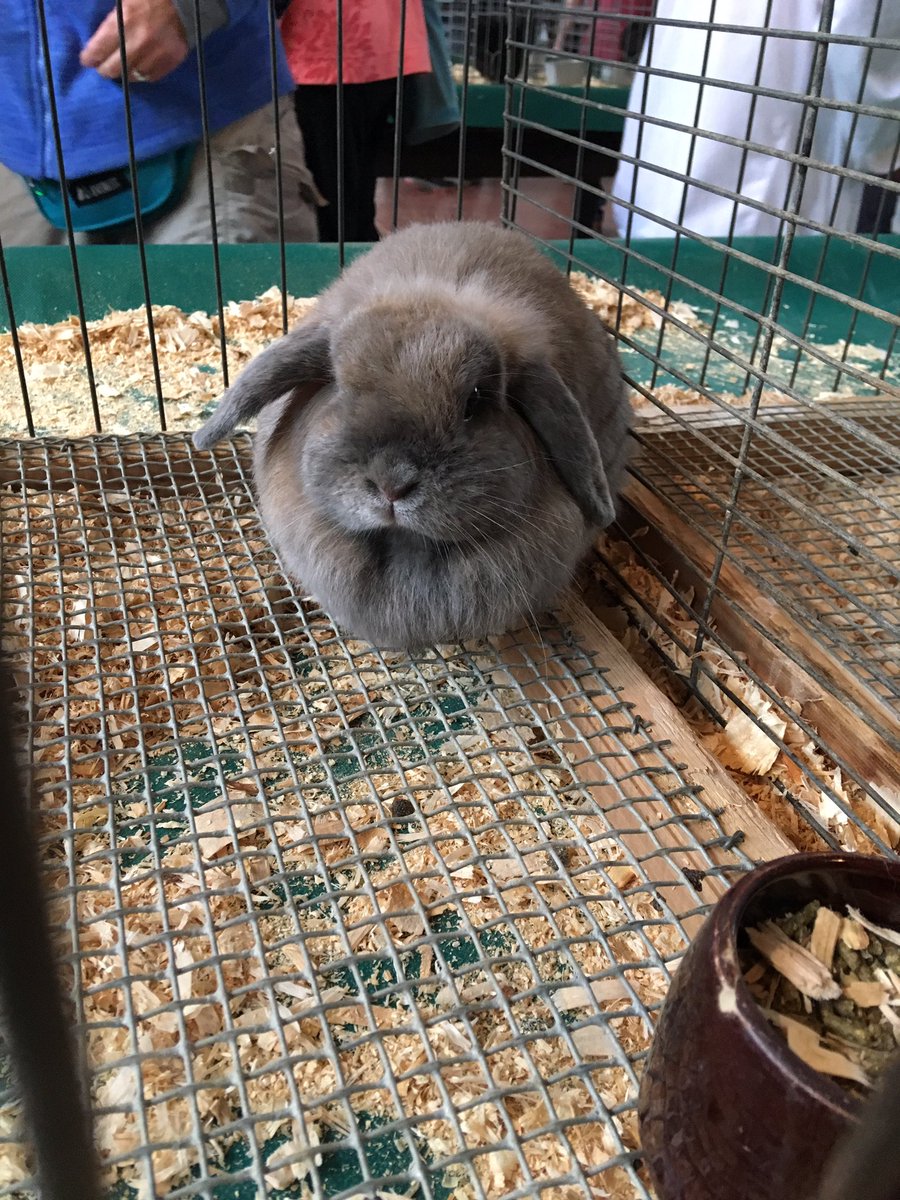 When my phone battery dies, when the sun burns out, I will be here, patting.