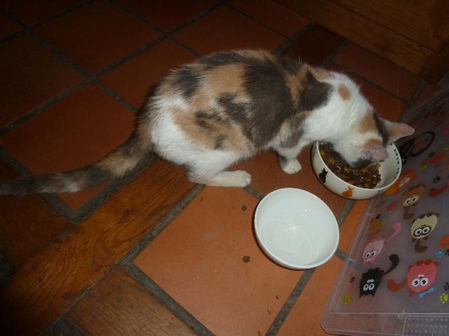 Alerte Animaux Perdu On Twitter Trouvé Chat Blanc Gris