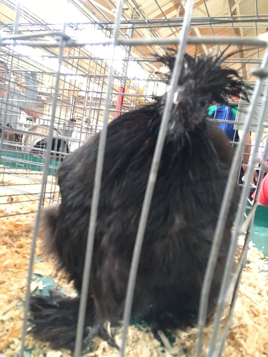 This chicken is having the worst hair day.