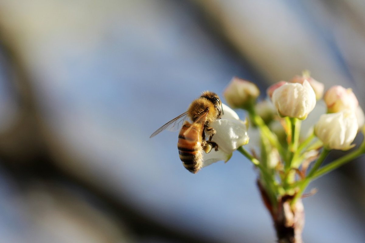 Vivimos la mayor extinción desde el Cretácico. El 41% de las especies de insectos han visto cómo sus números se han desplomado durante la última década, periodo durante el cual la #agricultura ha multiplicado por 48 su toxicidad. #sostenibilidad #abejas

magnet.xataka.com/en-diez-minuto…