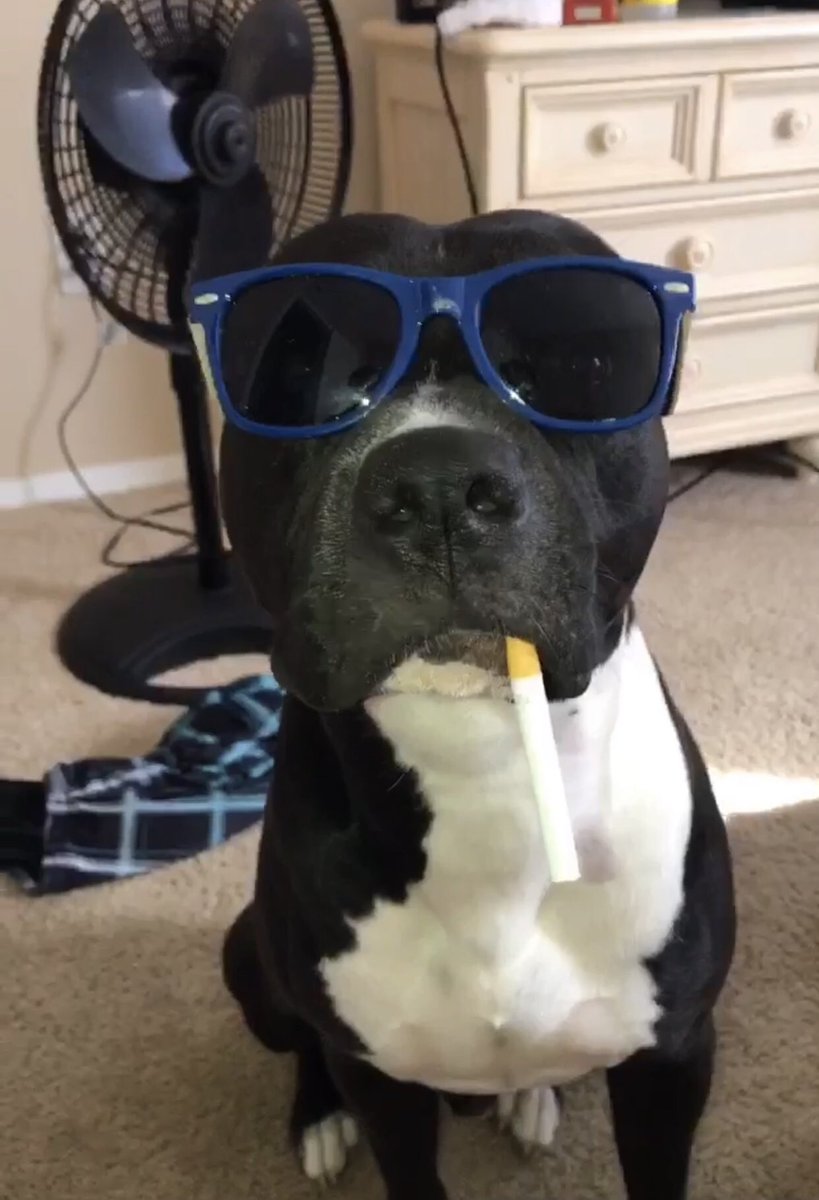 Welcome our 4-legged brethren Sonny and Hooch on #InternationalDogDay 

Sonny likes long walks on the beach and chewing on red solo cups

Hooch (aka Henny) enjoys country music and stealing from his father’s vitamin stash