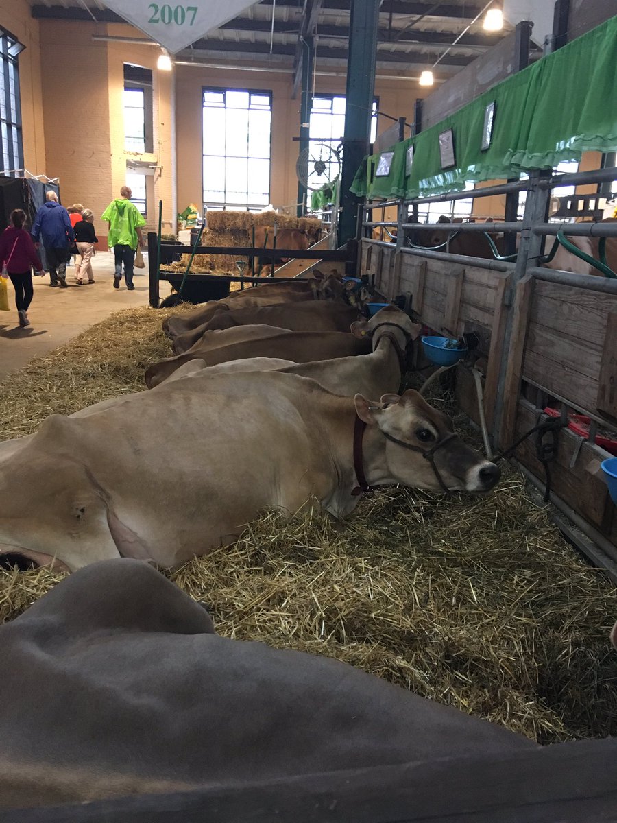 Not horsiesBut not bad