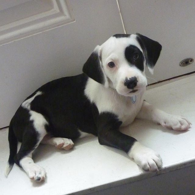 cella_antiques's tweet photo. Ten years since we brought home Mildred (Millie) from Battersea

#nationaldogday #rescuedog #battersea #heinz57 #dogsofantiquedealersofinstagram https://t.co/qp8O9QC4SY https://t.co/iVlDGnNOpz