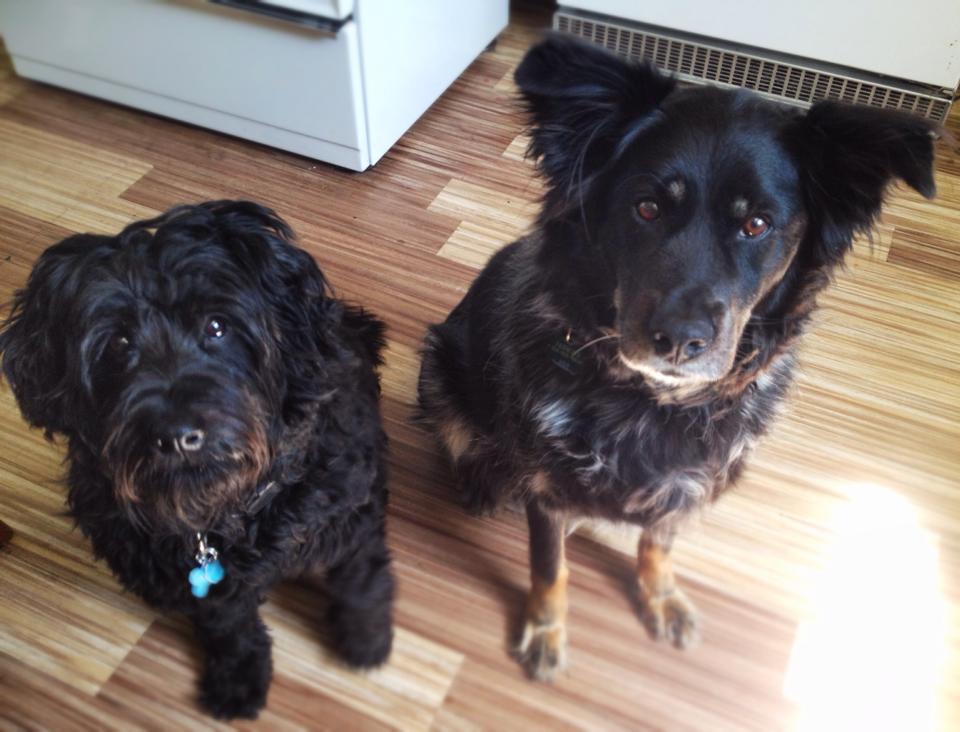 Happy #NationalDogDay to our 2 favorite pups and to all your special dogs out there too!!  Post pictures of your fur babies, we would love to see them!  #DogAppreciationDay #bestfriends #NationalDogDay2019