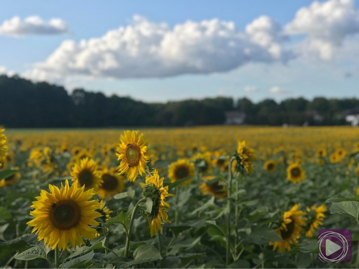EBCDigitalNest's tweet photo. 🌻S U N F L O W E R season has reached its peak in Upstate, New York. Tell us your favorite #sunflowerfield location 😄💬
🌻🌻🌻🌻🌻🌻🌻🌻🌻🌻

📍Sunflower Field, Pittsford, NY 
📸Jemily Dalistan #EBCNewYorkBureau

#exploremore #wanderlust #ebcdn #net25 #1with25 #ebcphotography https://t.co/YK3hZtLYW6