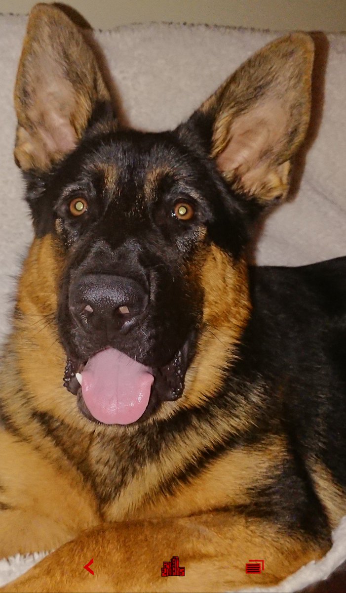 My 8 month old pooch. Every day is training day. #NationalDogDay2019