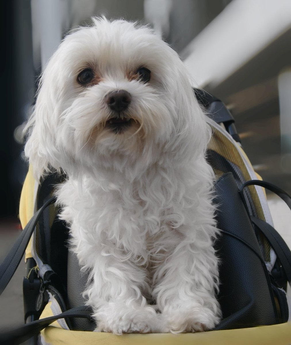 FREE HEADSHOTS!
<a href="/ActorsSupplies/">Actors Supplies</a> 
Apply today
_
#family #BankHolidayWeekend #dogs #NationalDogDay #health #heatwaveuk #LaborDay #weekend #actor #Headshots #book #accessibility #twitch #RHOP #WhenTheySeeUs #puppy #MondayMood #BreakingNews #Venezuela #California #X1 #JennyPH