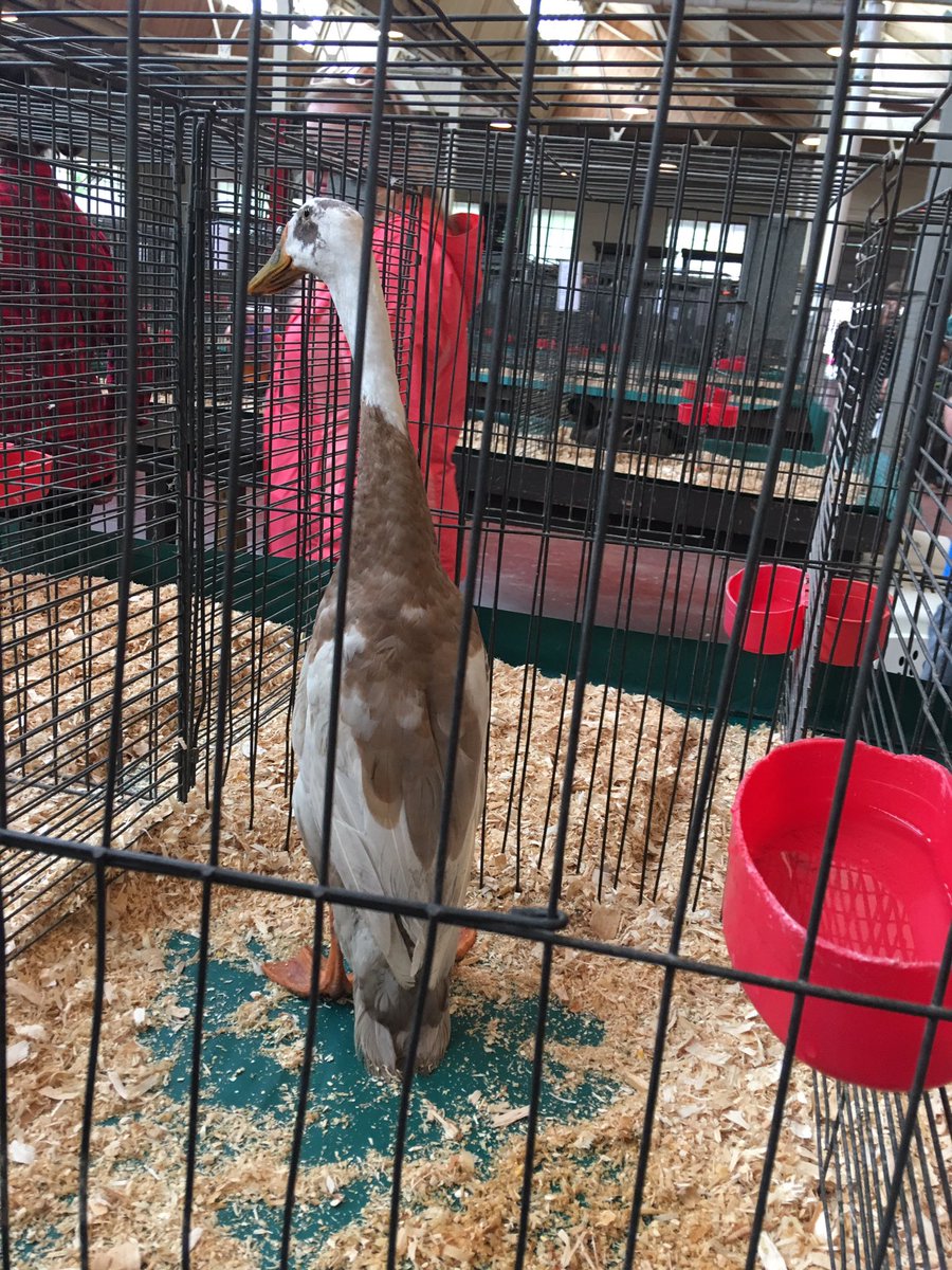 I found it, you guys! I found the longest duck!