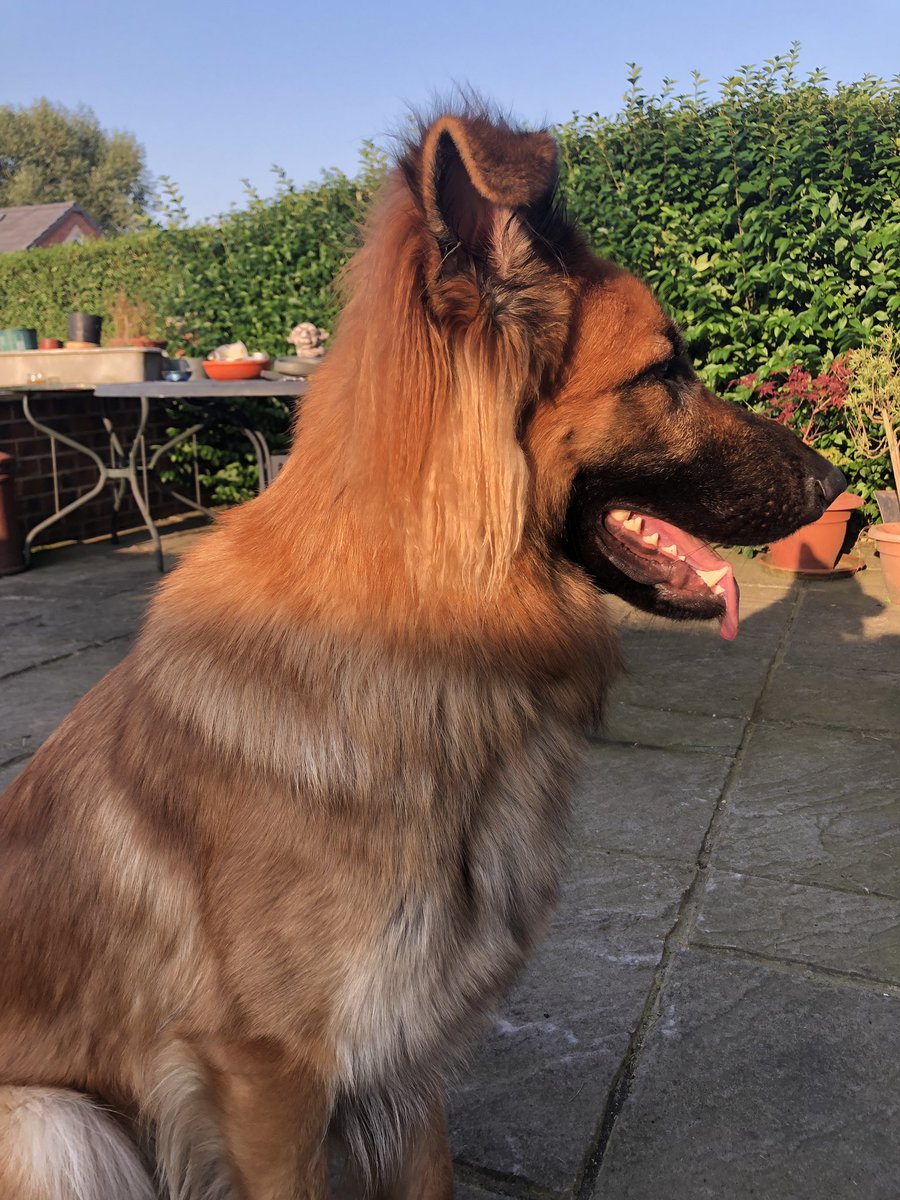 TacSAR1's tweet photo. Search Dog Oscar enjoying the sun https://t.co/gnSC9rP0RD