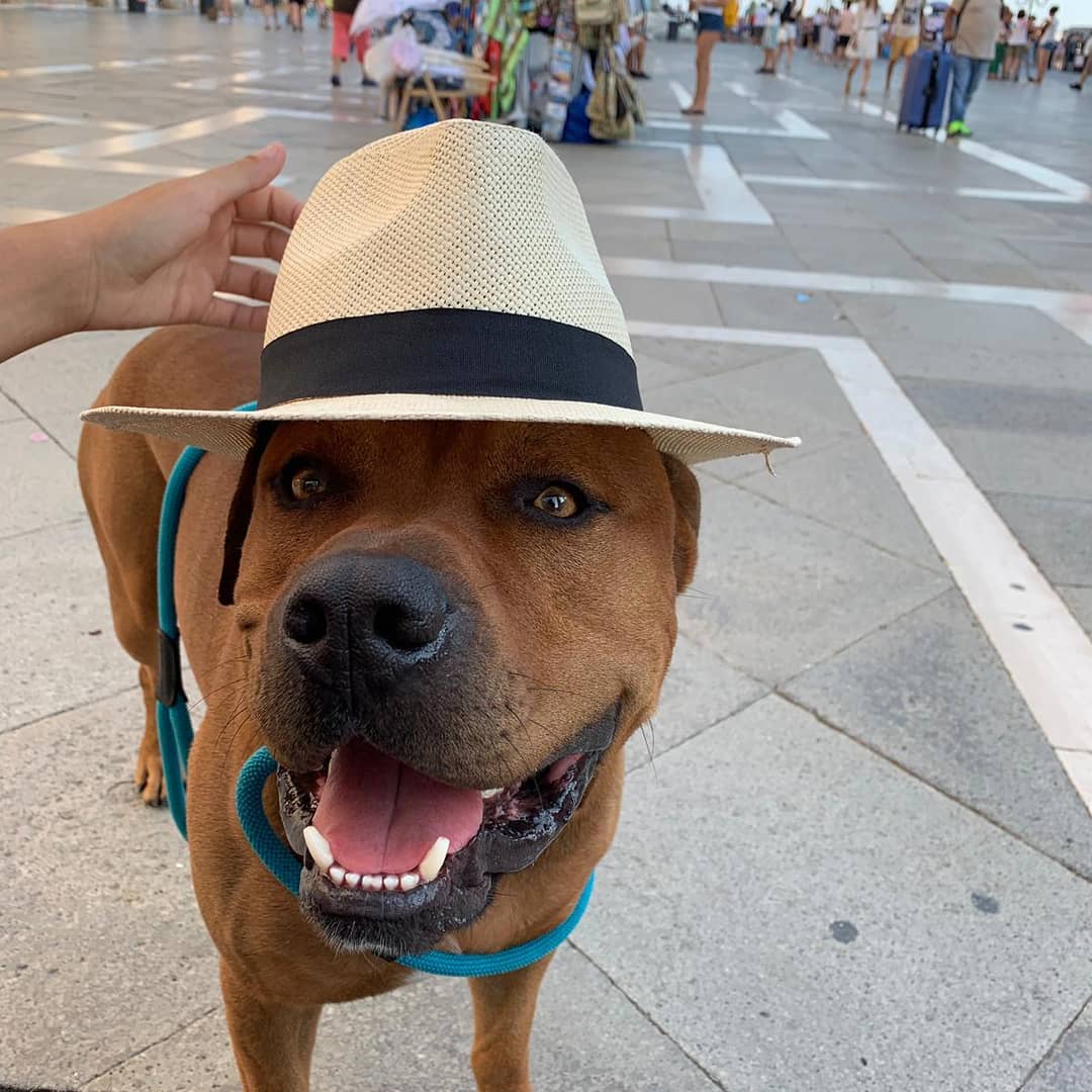 SuavesLomitos's tweet photo. Este tuit se responde con la imagen más chistosa que tengas de tu Lomito.

#InternationalDogDay 🐶 https://t.co/xwlWhcWQ31