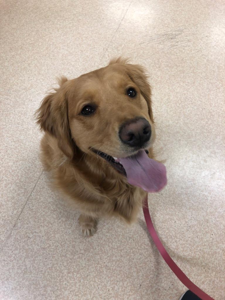CarringtonEdu's tweet photo. Happy #NationalDogDay. We love that we get visits from these furry friends in the #VetTech and #VeterinaryAssisting programs at Carrington College! #CarringtonCollege https://t.co/zdwzsvbO57
