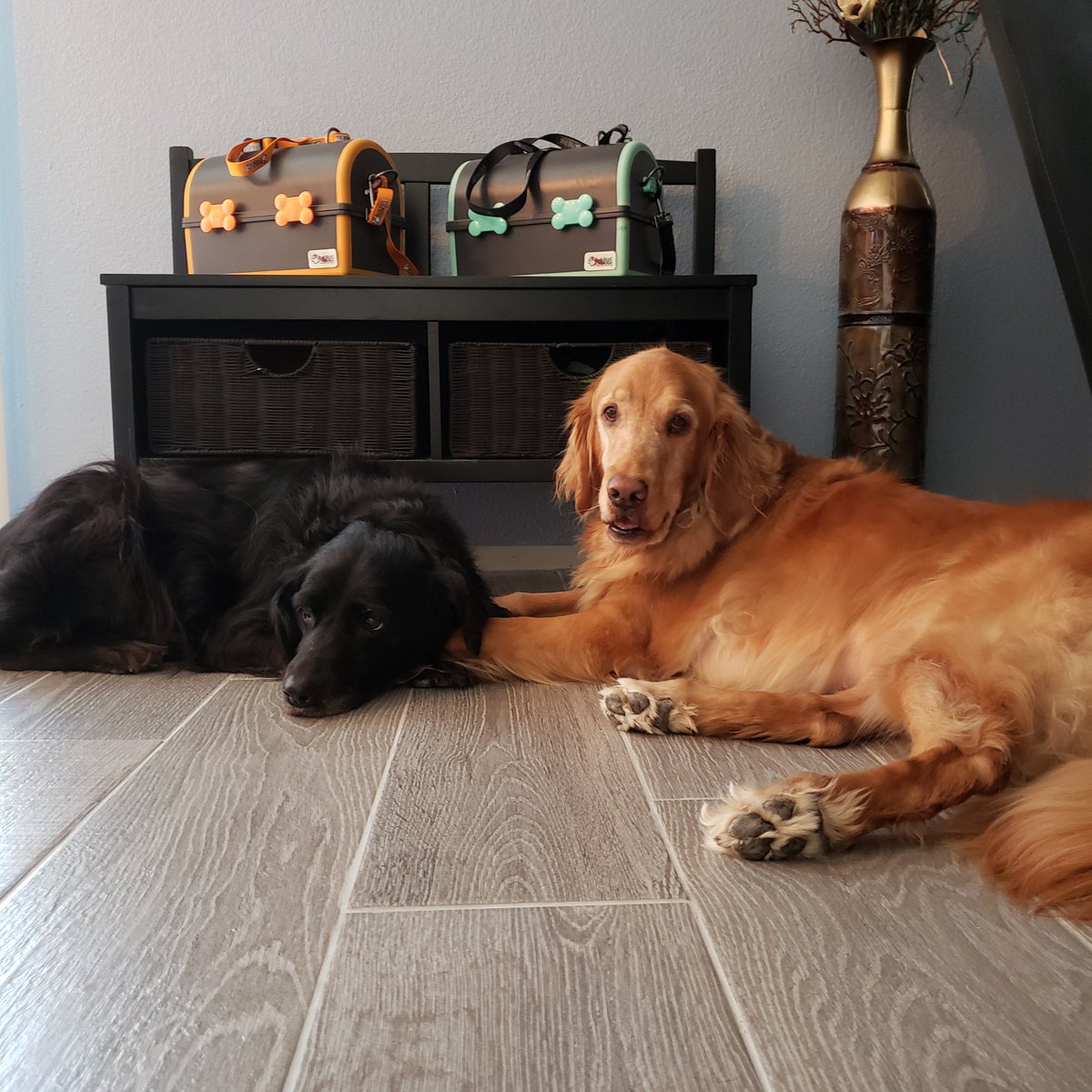 MyPetPail's tweet photo. Celebrate #NationalDogDay with your best friends! 😍🐶🐶
#mypetpail #DogLover #dogs https://t.co/Fmgk0JciJs