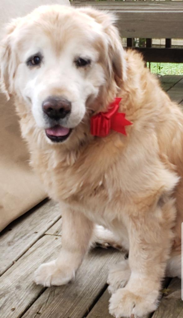 brentleys's tweet image. It's #InternationalDogDay2019 ! So here's Gus🐶