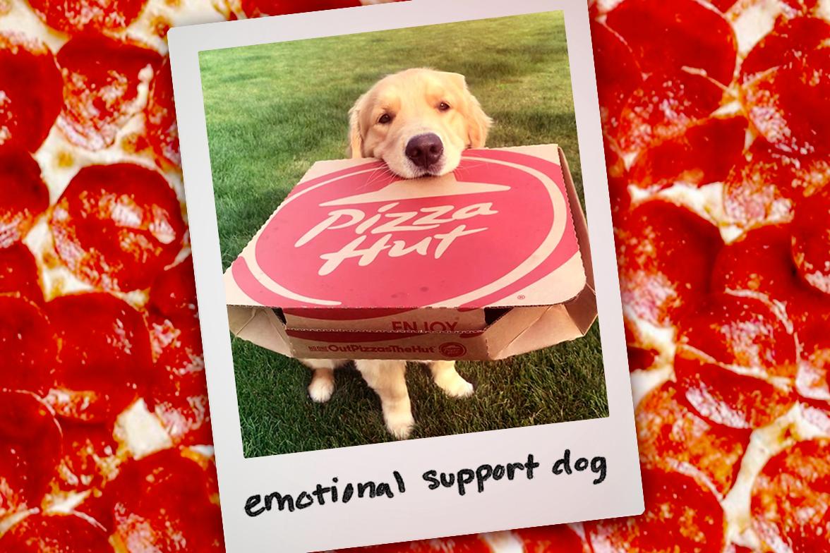 Can Pizza Hurt Dogs