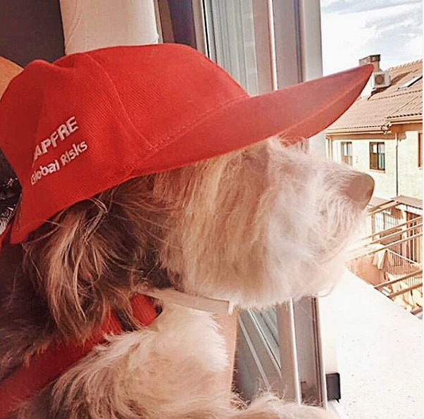 MAPFRE's tweet photo. 🐶¡Happy #InternationalDogDay! 🐶 #WeAreMAPFRE #MeAndMAPFRE #DogDay https://t.co/4DYgqR9aw9