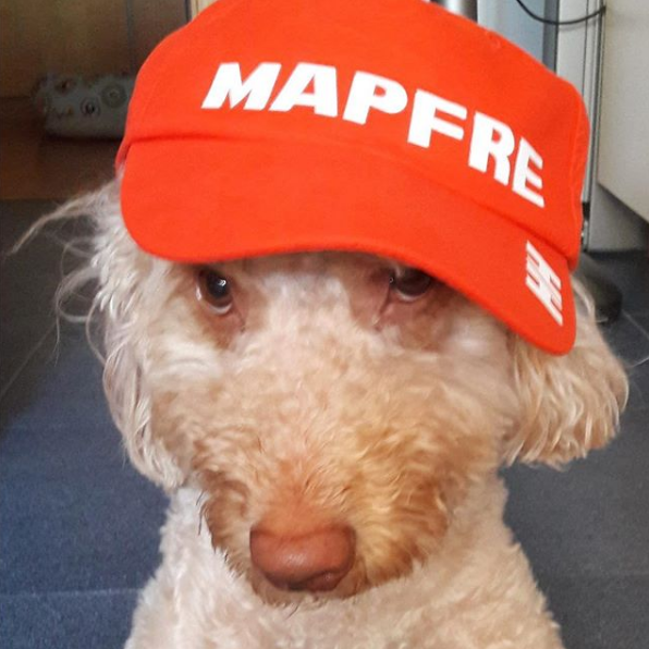 MAPFRE's tweet photo. 🐶¡Happy #InternationalDogDay! 🐶 #WeAreMAPFRE #MeAndMAPFRE #DogDay https://t.co/4DYgqR9aw9