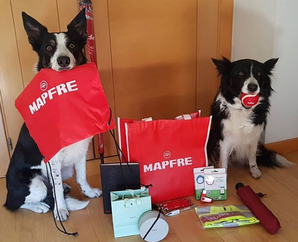 MAPFRE's tweet photo. 🐶¡Happy #InternationalDogDay! 🐶 #WeAreMAPFRE #MeAndMAPFRE #DogDay https://t.co/4DYgqR9aw9