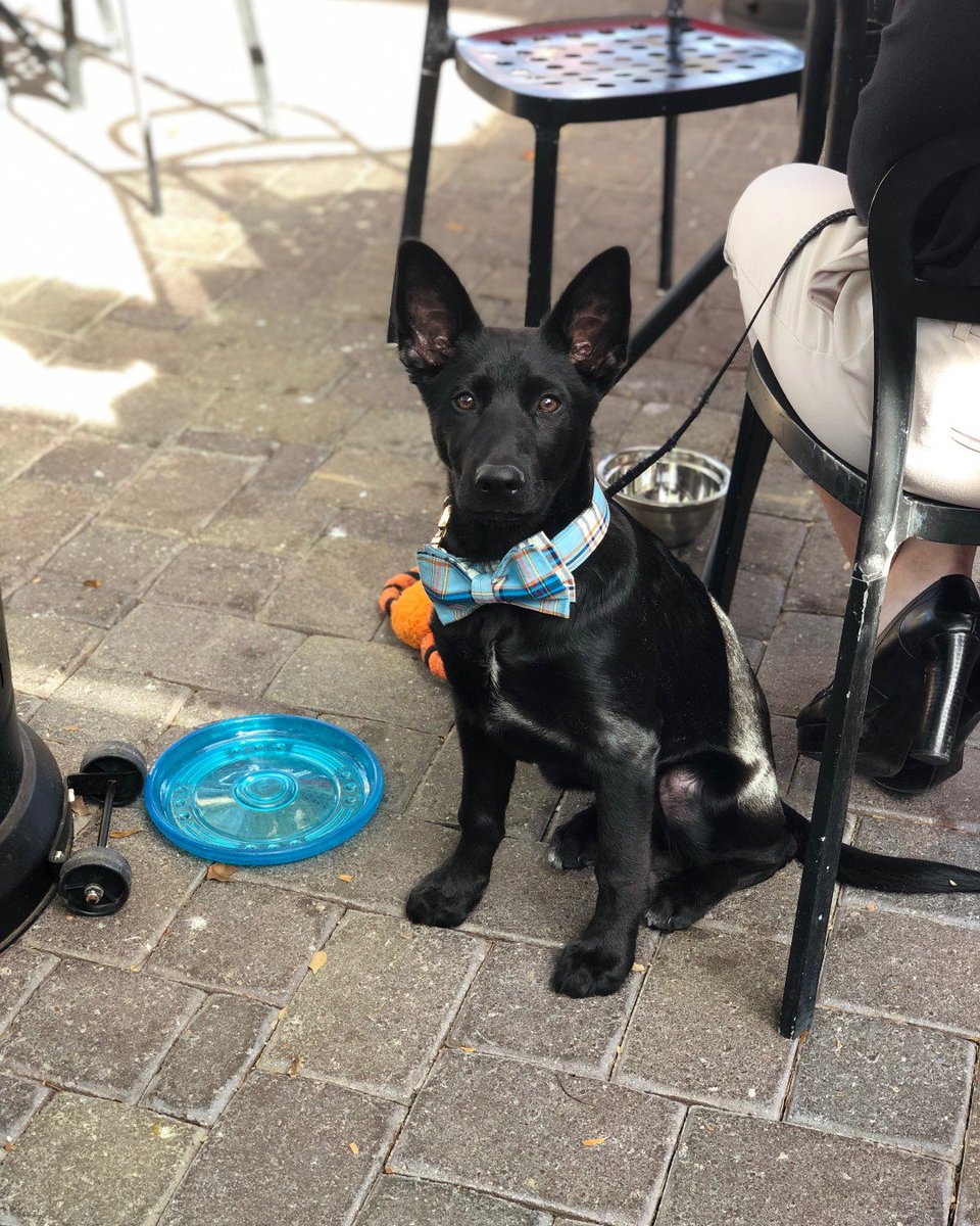 32shea's tweet photo. Happy #NationalDogDay to the #dogsof32shea! We love seeing the #sheaborhood pups hanging out on our #dogfriendly patio at our hydration station & under our misters, or saying hello at our #localdrivethru!
.
.
#dogfriendlyrestaurant #32shea #north32nd #phx #phxfood #phxcoffee https://t.co/WsXZvYBhKO
