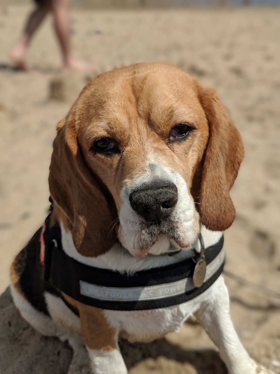 SparkyRach's tweet photo. @dog_rates https://t.co/Ho8P7AyRmh
