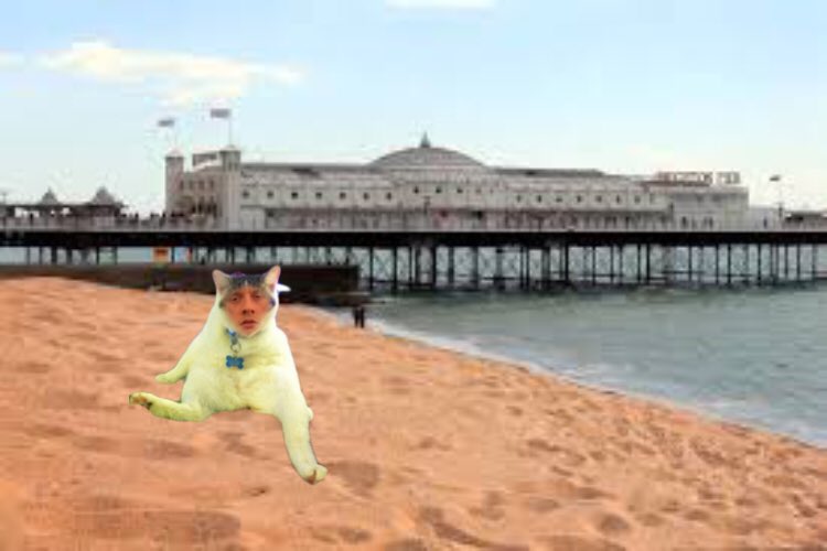 jamesaCATster's tweet photo. Happy cat Monday @JamesAcaster! Had a great day at the beach in the heat🐱☀️ https://t.co/SDKaRZhVJx