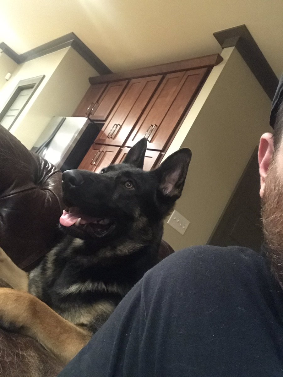 ChrisYoungMusic's tweet photo. Happy #InternationalDogDay2019 https://t.co/COIbqm49a6