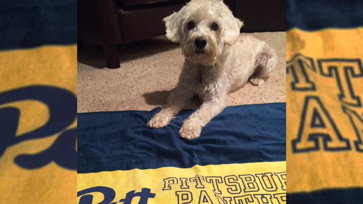 PittTweet's tweet photo. We hear Ellie Mae is a big Pitt fan! 💙💛 #InternationalDogDay #H2P https://t.co/FX3orF0onT