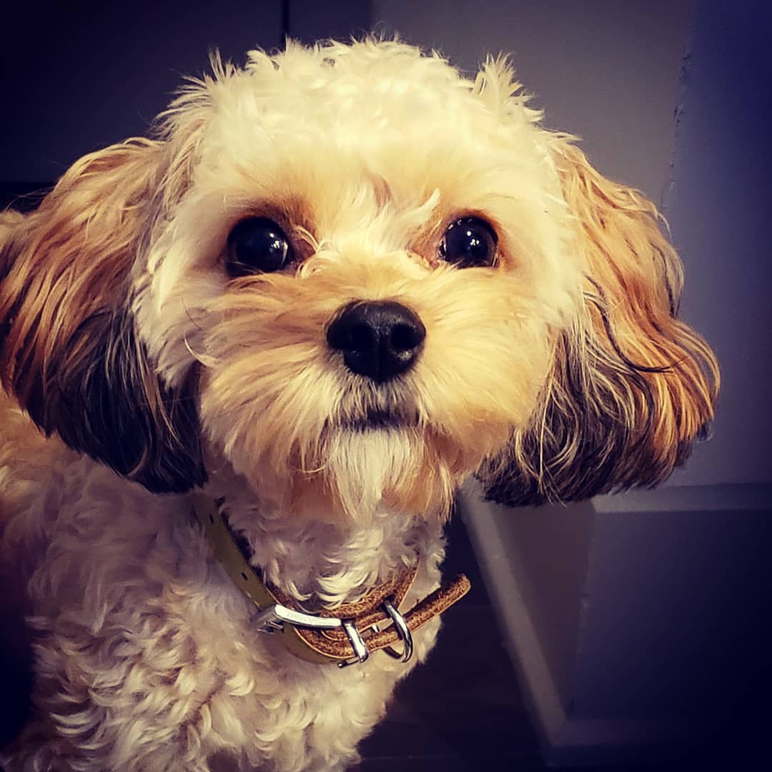 YemeniFatima's tweet photo. Happy #NationalDogDay2019! With Leela, AKA the Distracter in Chief, who just turned one a couple of days ago. Leela hates it when I write or tweet...she recently started to shut down my laptop and sit on it everytime I start to type! 

#NationalDogsDay https://t.co/KYyKut3Mkq