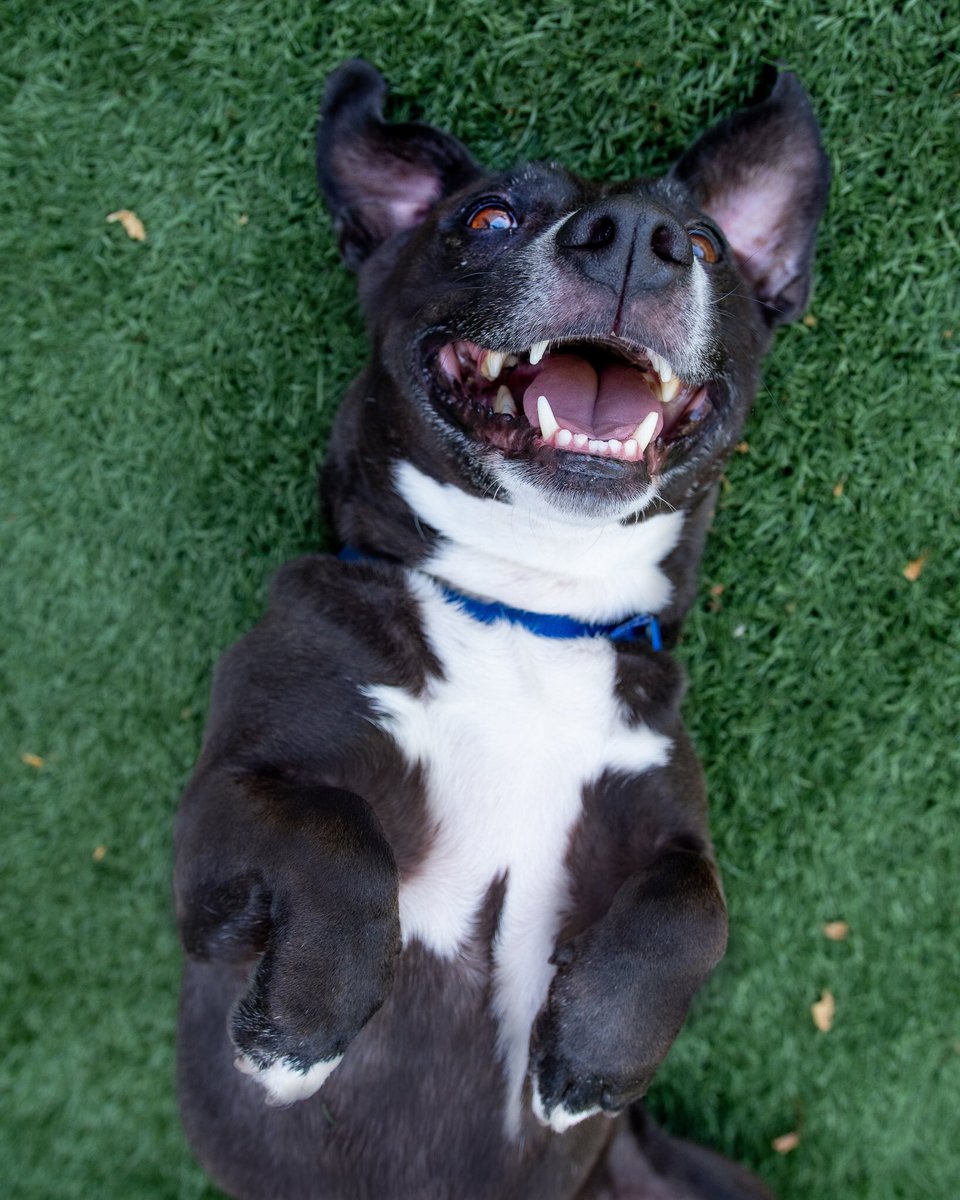 SacramentoSPCA's tweet photo. “National DOG DAY?! Today??! My favorite!” ~ 7-year-old Loki. Available now!

#SacSPCA #nationaldogday https://t.co/CFlLCpyVA3
