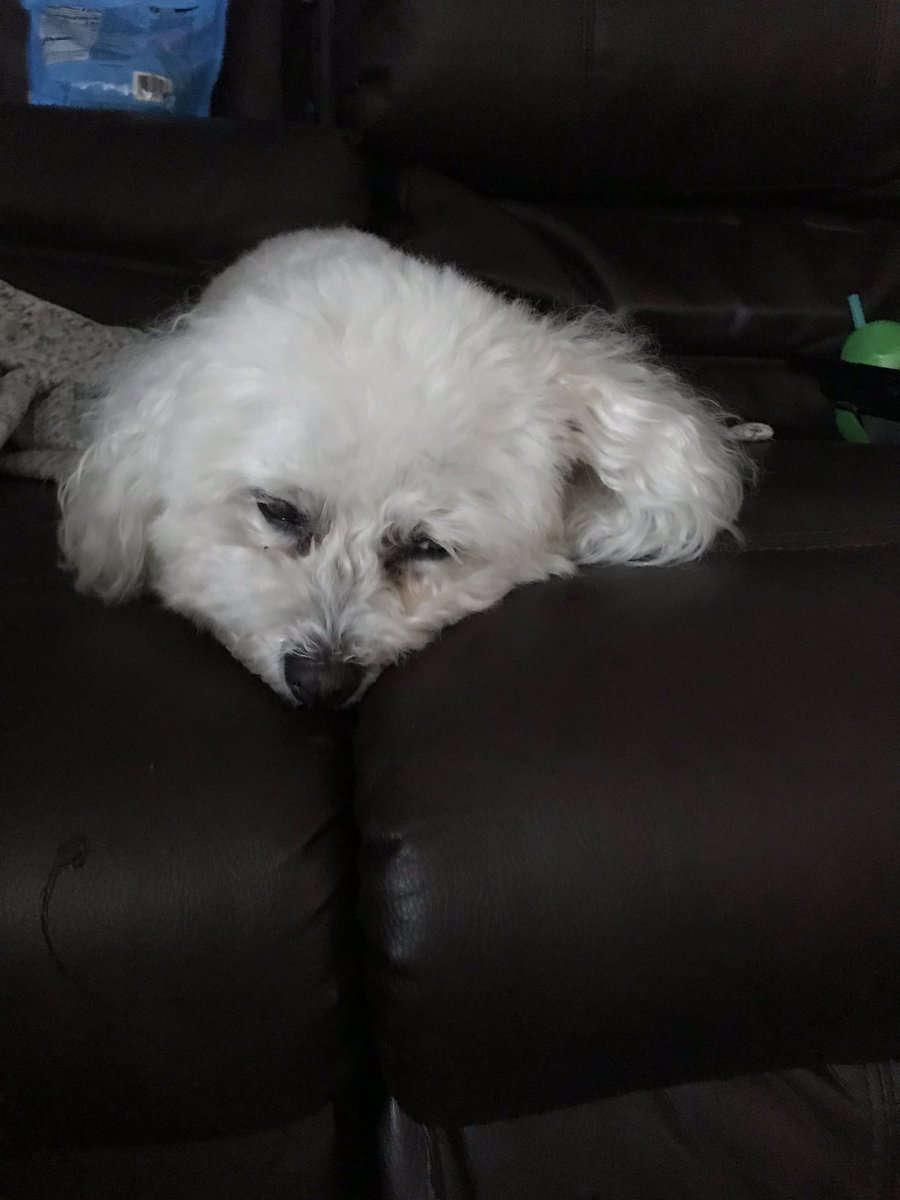 SteCold's tweet photo. @NaturVet I love that WallE’s old man nature. At 10:00 he’s telling us it’s time for bed, but then we have to carry him to bed😂🐶❤️ https://t.co/MDP3YIpPUW