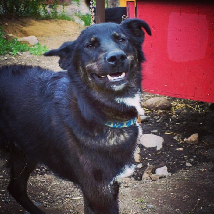 HuskyHomestead's tweet photo. Kayak wishes everyone a Happy National Dog Day and is celebrating by showing off his cheesiest smile!!! 😁
.
.
.
#huskyhomestead #wheredogsareking #alaska #denali #travelalaska #denalidestination #poweredbyredpaw #sleddog #alaskanhusky #nationaldogday #dogday #cheesysmile #cheesy https://t.co/83mMFPqpmb