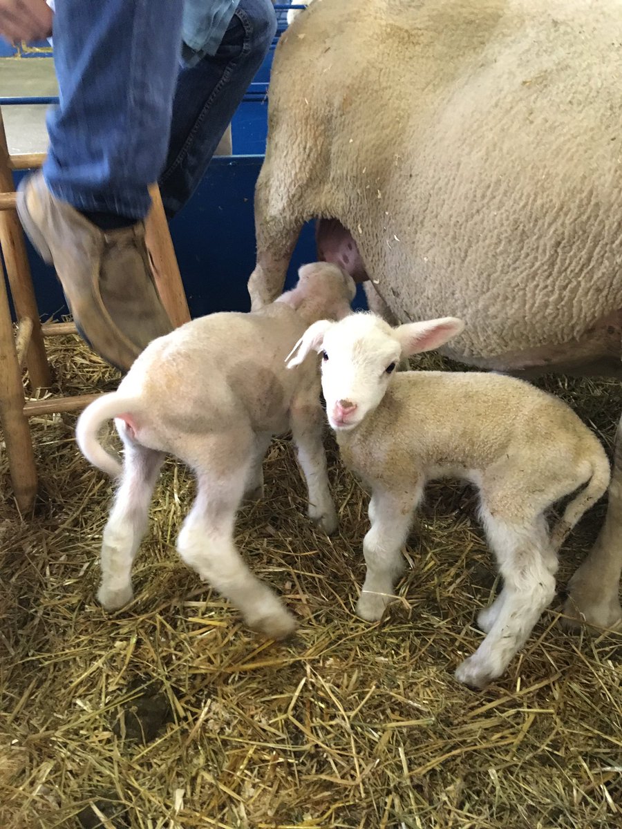 When you’re finished at the All You Can Drink Milk Booth, please report to me for some patting