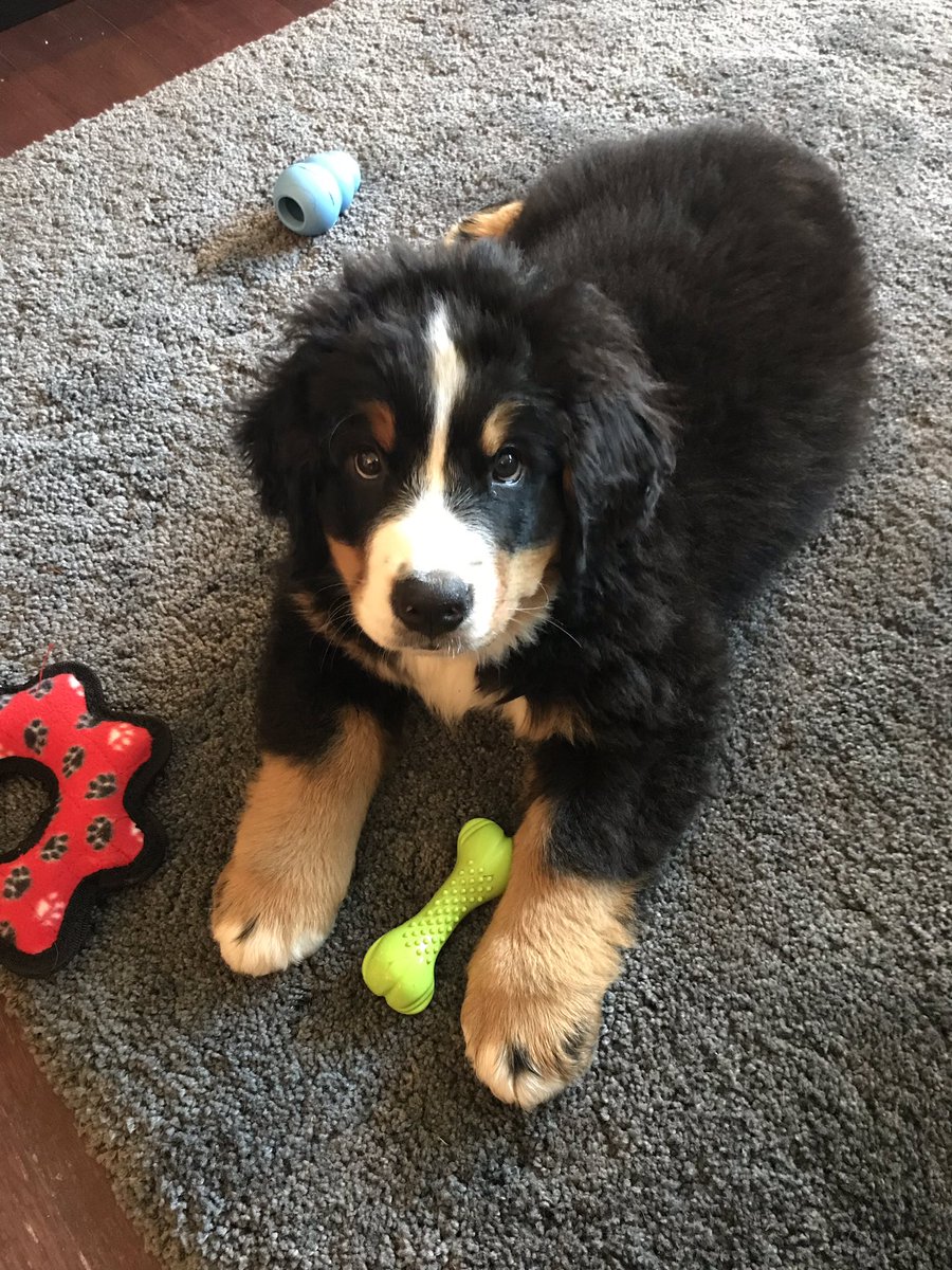 tabisinclair213's tweet photo. @ManitobaMoose First week with Bernie #InternationalDogDay https://t.co/CAgnWdlsox
