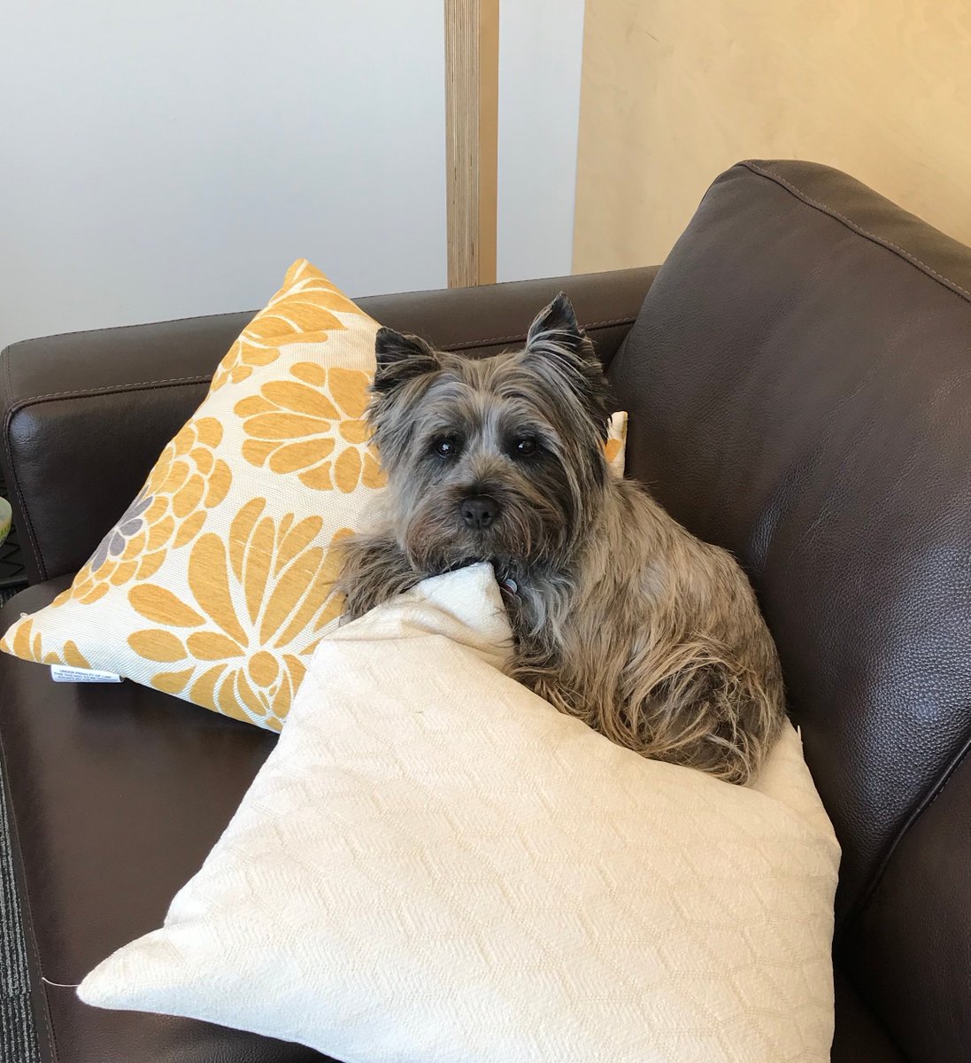 APMSells's tweet photo. 🐾Shout out to our VP of Security APM Royal Lepage Commercial &amp; APM on National Dog Day !
Tim Banks Killer dog ! 🐾
Drop by and give him a treat ! He works hard on duty ! We can discuss your Commercial Real Estate needs ! #apmsells #apmdevelops #apmdoesitall #NationalDogDay2019 https://t.co/ybz4s8rHO9
