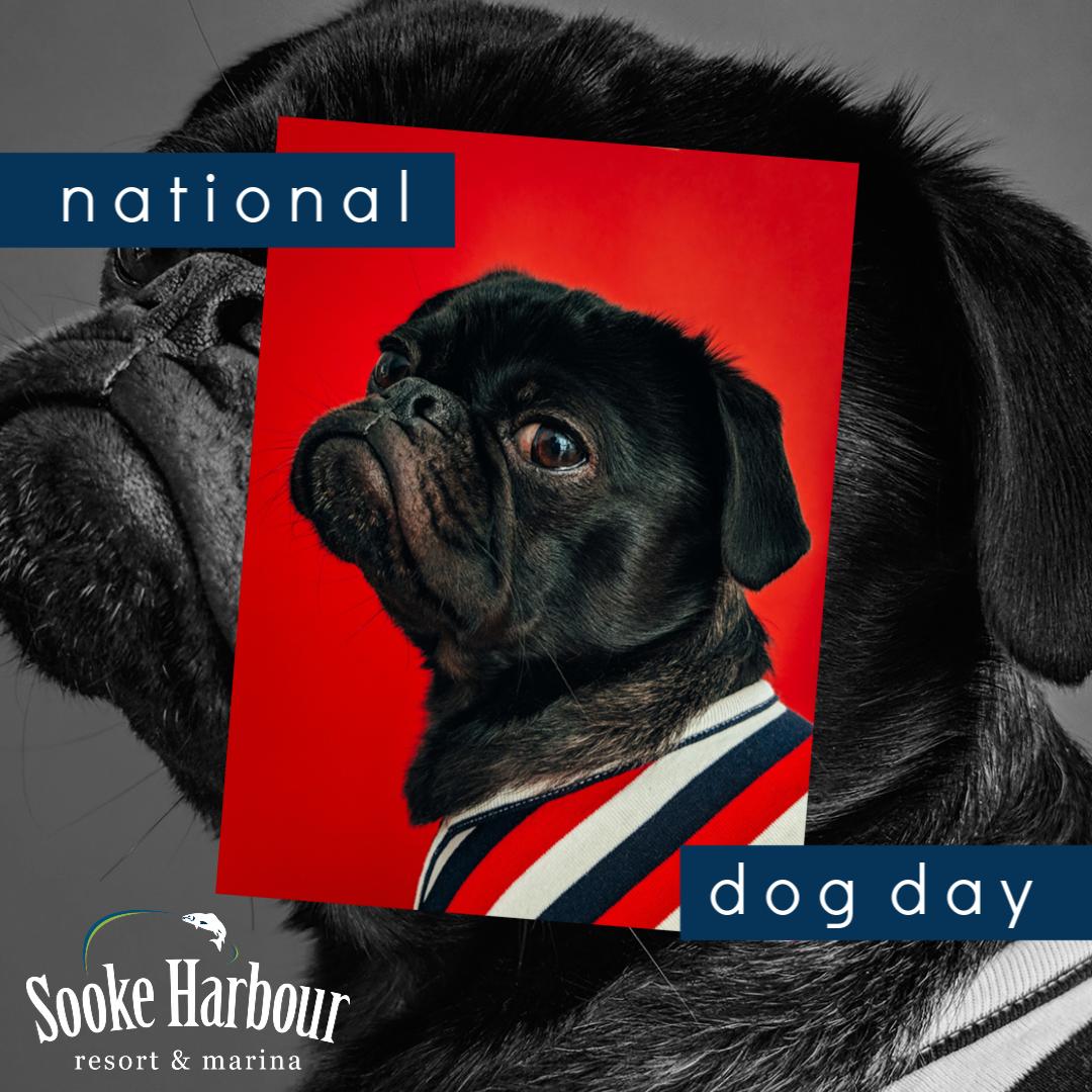 SookeHarbour's tweet photo. Happy #NationalDogDay from all of us at Sooke Harbour Resort & Marina! We love our furry friends...did you know you can bring them to stay with us? Find out more info here >>> https://t.co/k70meBnVMg πΆ πΎ π #ExploreSooke #PetFriendly #TravelWithDogs #ExploreVancouverIsland https://t.co/sx89WtLowz
