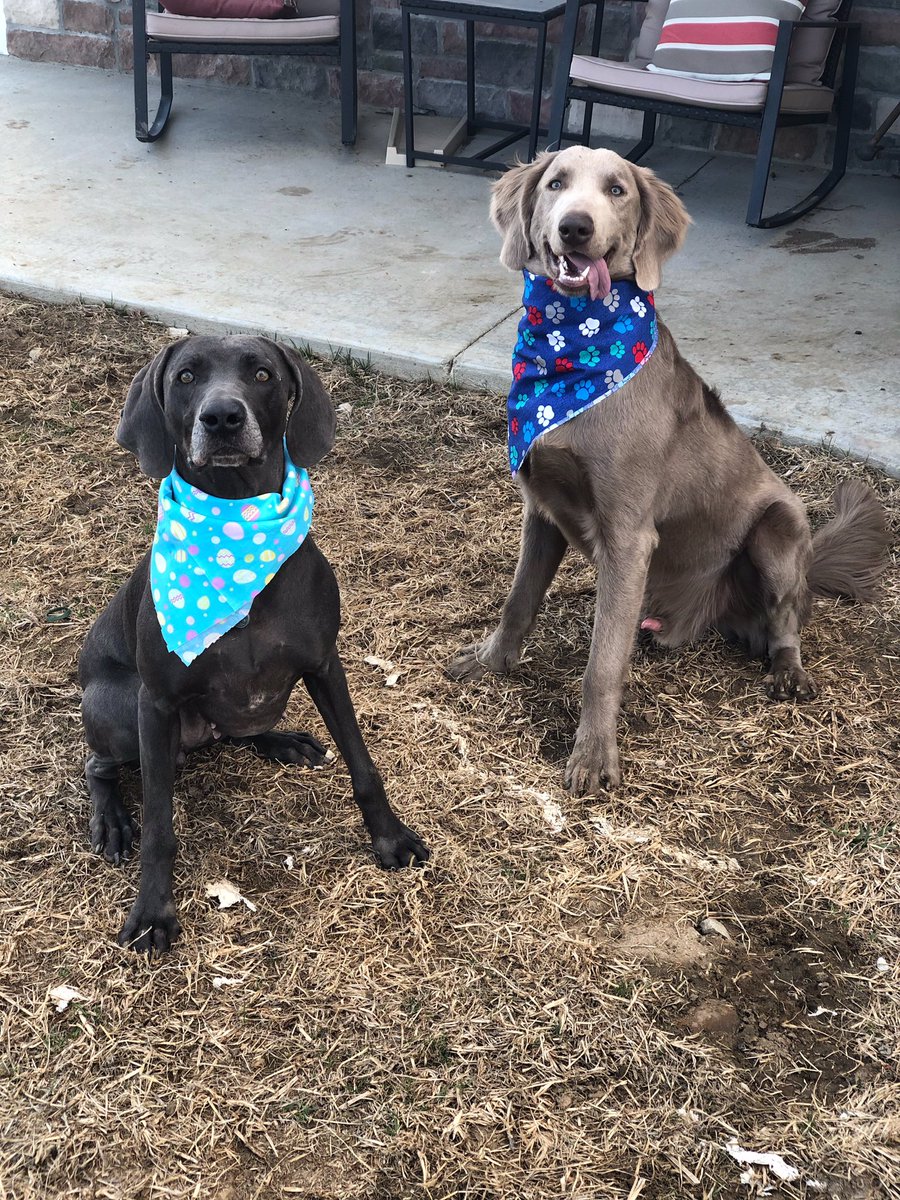 IchaDogs's tweet photo. It’s #InternationalDogDay and we want to say THANK YOU to all of the #IchaDogs near and far who root for our @wusports humans! We cannot wait to continue #HowlingForWU for years to come! #dogsforbods #GoBods https://t.co/3dHwfVN0sb