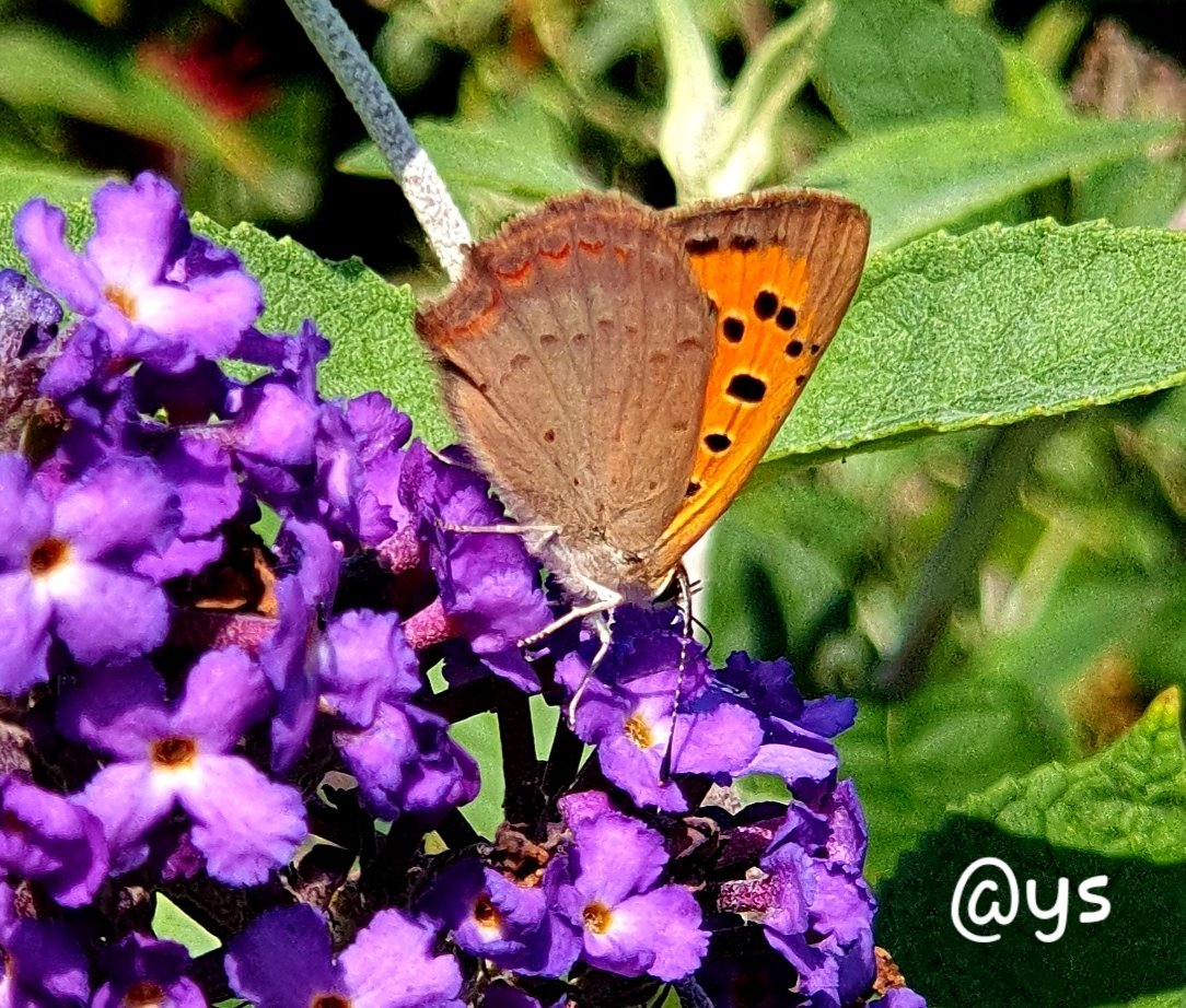 Vlindervlogger's tweet photo. Een kleurig vlindertje fladdert nu steeds in de tuin. De #kleine_vuurvlinder #small_copper 😍🦋 https://t.co/UwRHskckA7