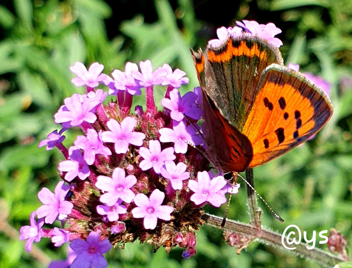 Vlindervlogger's tweet photo. Een kleurig vlindertje fladdert nu steeds in de tuin. De #kleine_vuurvlinder #small_copper 😍🦋 https://t.co/UwRHskckA7
