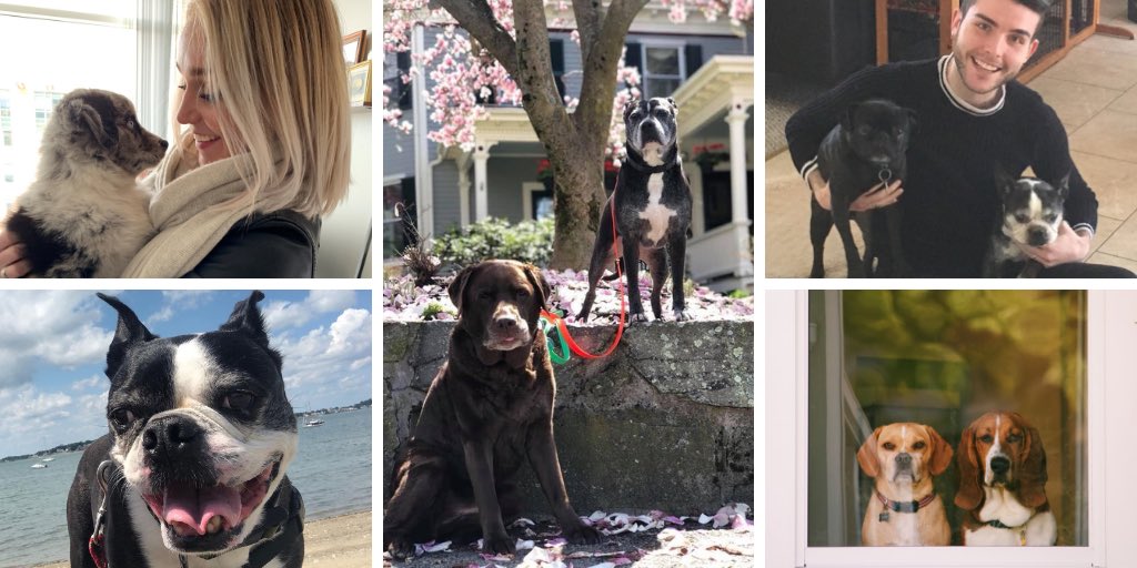 issues_group's tweet photo. Today is #NationalDogDay and it's no secret the SM&amp; office (occasionally #pawffice) is pet-friendly. Meet a few members of our team! 🐕⁠

#InternationalDogDay https://t.co/PHBlNo98UB