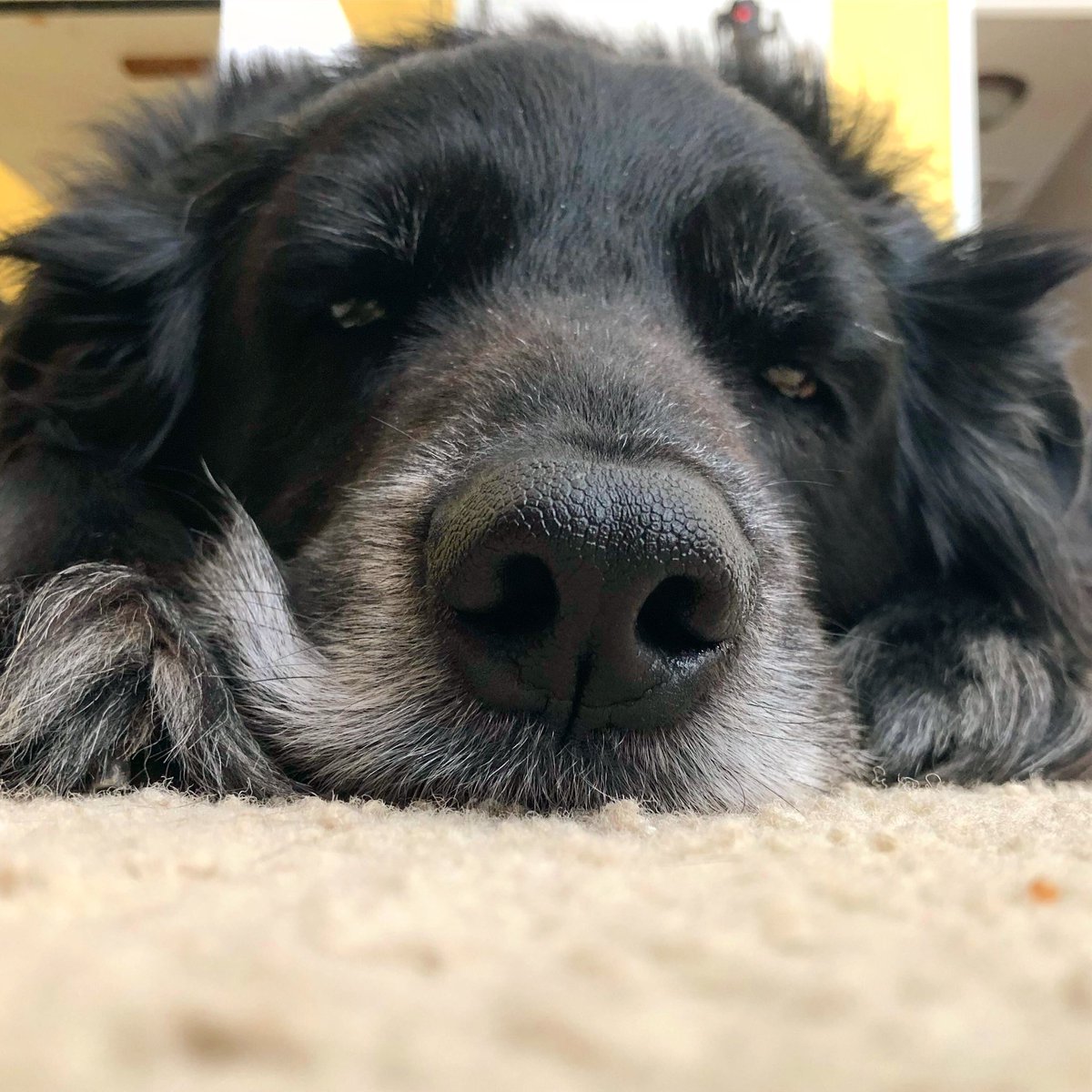 regularjoephoto's tweet photo. @dog_rates Thomas drifting off on his morning snoozle so he has enough energy for his afternoon snoozle... #InternationalDogDay https://t.co/oLInFDXY0D