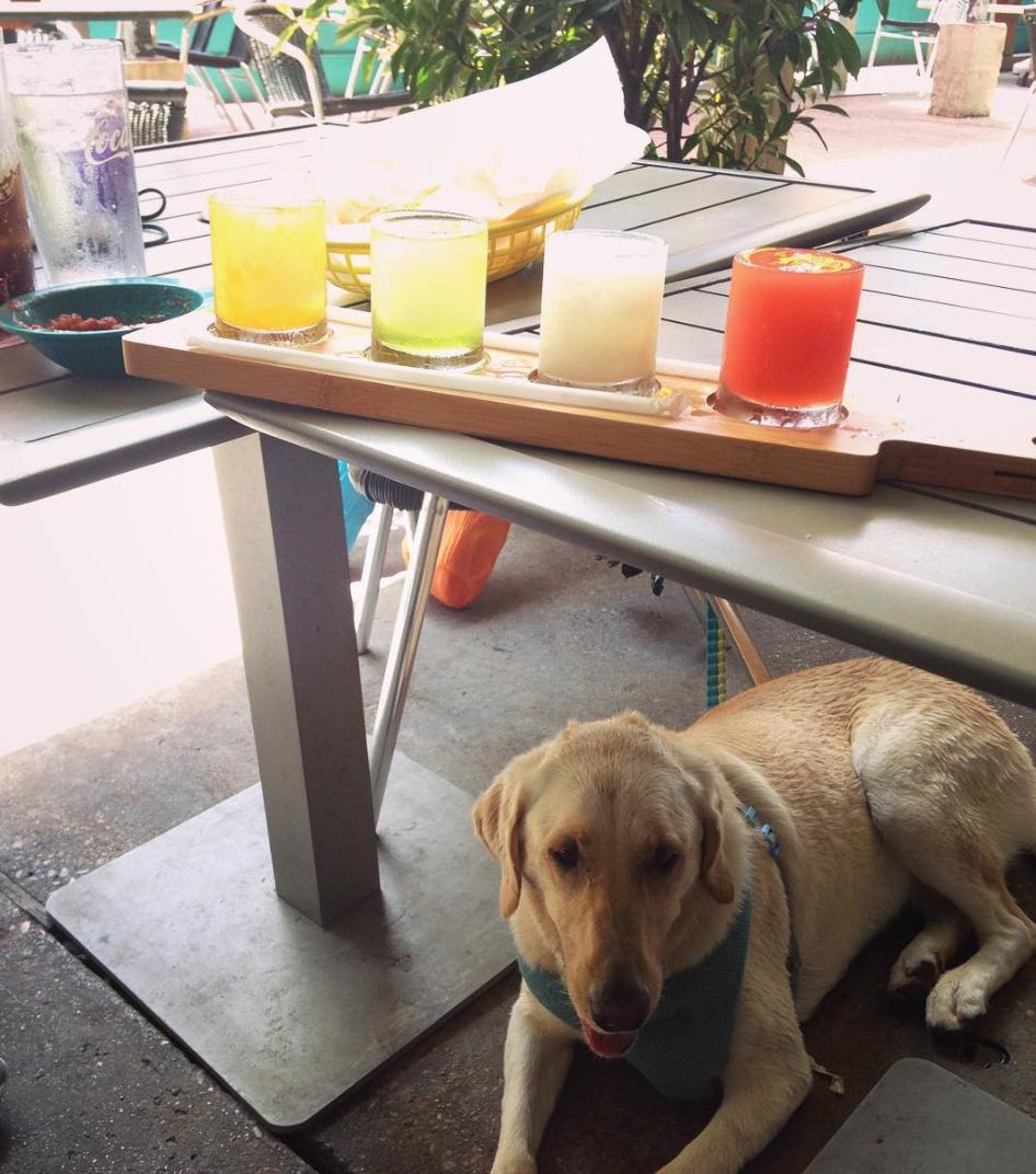 BabyAcapulco's tweet photo. We love all our customers, even the ones with tails 🐶 Celebrate your pup this #NationalDogDay2019 on one of our Baby A's patios!
Photo credit: @footnote4 #austin #atx #texmex #austinfoodie #austinfood #austineats #texasforever #AustinTx #atxeats #KeepAustinEating #eateratx # https://t.co/NyPq6SQ3l5