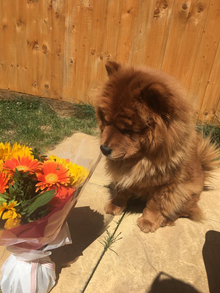 A11GreyWolff's tweet photo. Happy #InternationalDogDay. This is from a little while back as LionBearDoggo is a bit poorly at the moment but getting lots of tlc so never fear! Love this ball of floooooof! #dogsoftwitter #dogsoftwitch #doggo #streamdog #streamdoggo #twitchdoggo https://t.co/RkSCo9ybPs