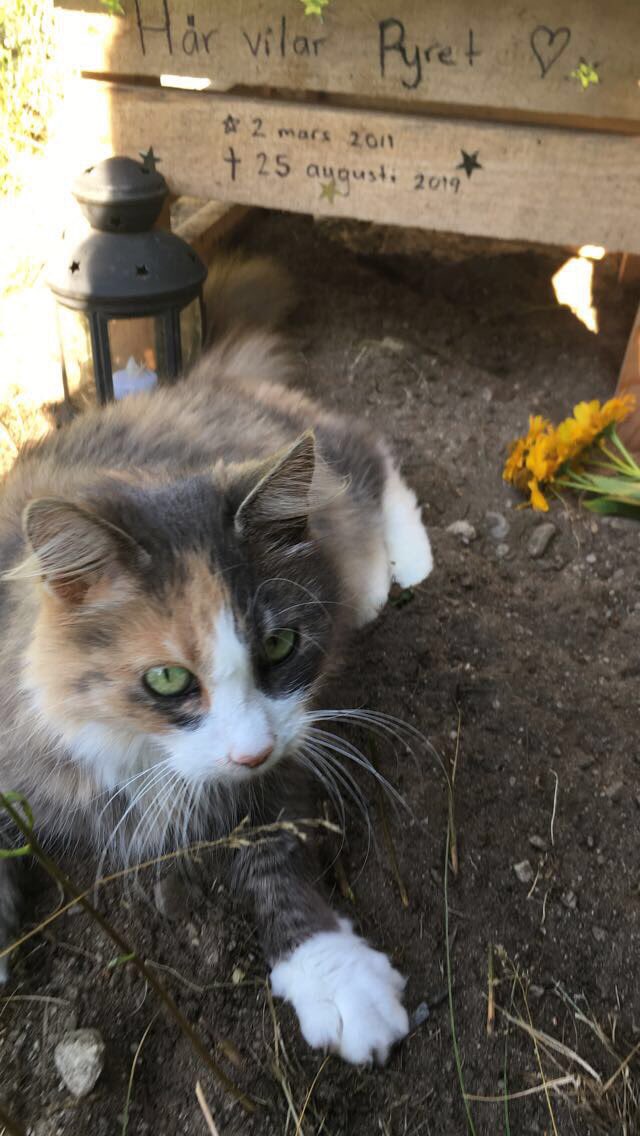 EmelieTova's tweet photo. Yesterday our rabbit passed away 8,5 years old...🥺 this was our cat a few hours ago guarding her as she has always done🥺❤️ my heart is melting❤️❤️❤️ https://t.co/ZBPG2pGBCO