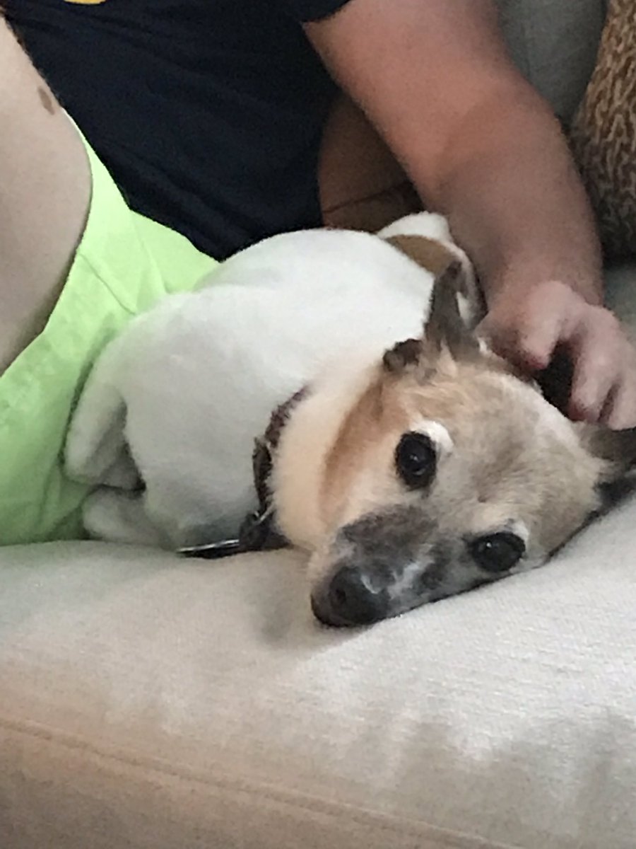 floridabuff's tweet photo. @barkbox @nycgmc Chloe is an old girl and she would love a shout out! #praisedog https://t.co/GenFJ0q3SU
