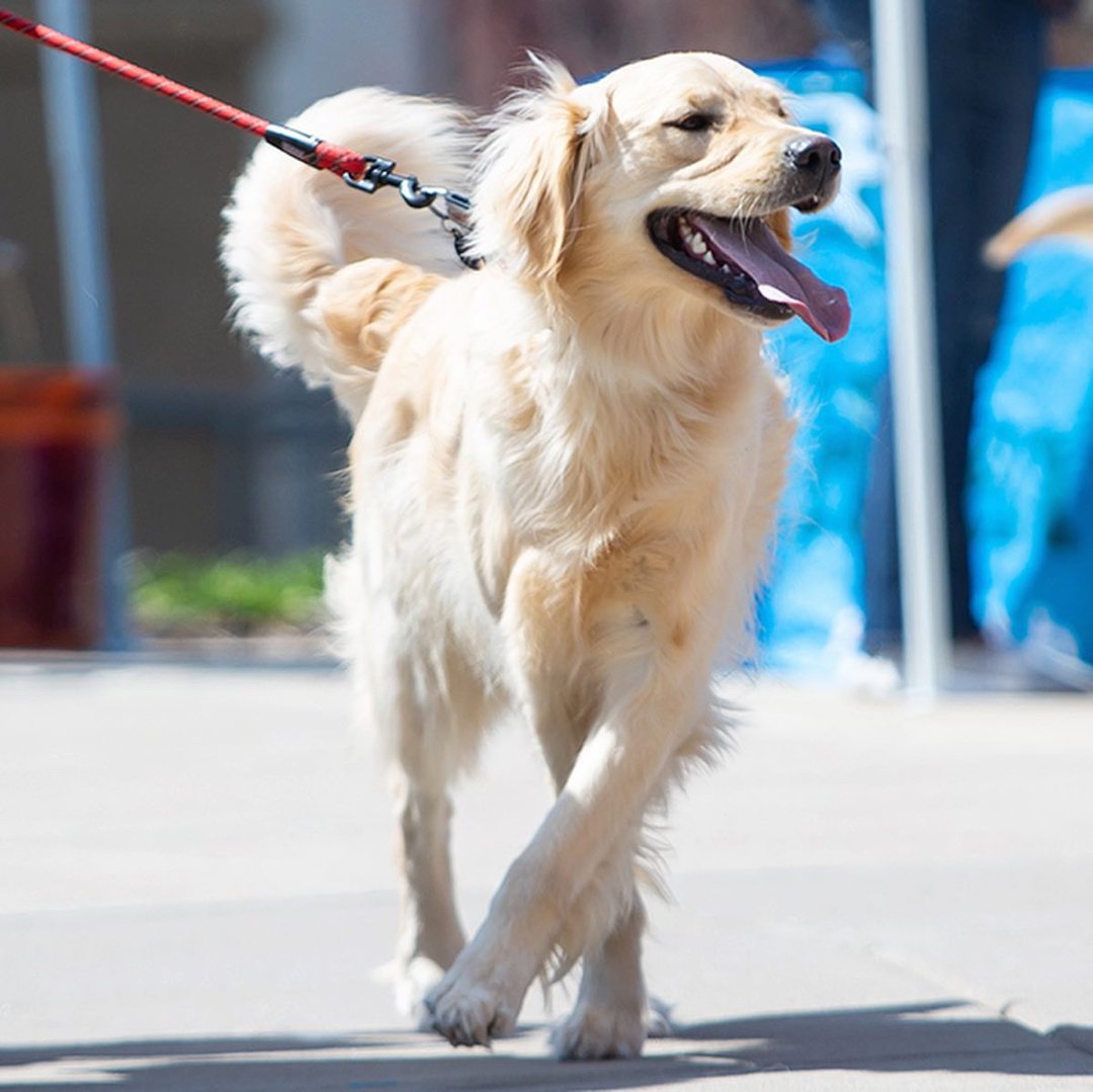 NCAABaseball's tweet photo. Who thinks it should be Bark at the Park every game? 🐶🐕🐾

#NCAABaseball #InternationalDogDay⁣ | @GopherBaseball https://t.co/bHGGia18HW