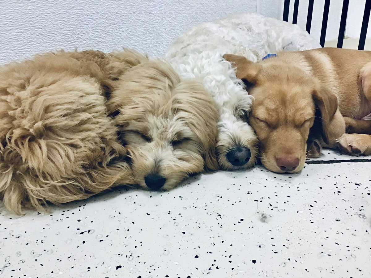 BarkTutor's tweet image. What we all want to be doing in this rainy Monday