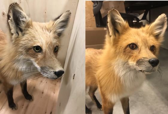 University Of Michigan Museum Of Natural History On Twitter For Nationaldogday A Before And After Photo Of A Member Of The Canine Family This Red Fox Just Returned Home From A Spa