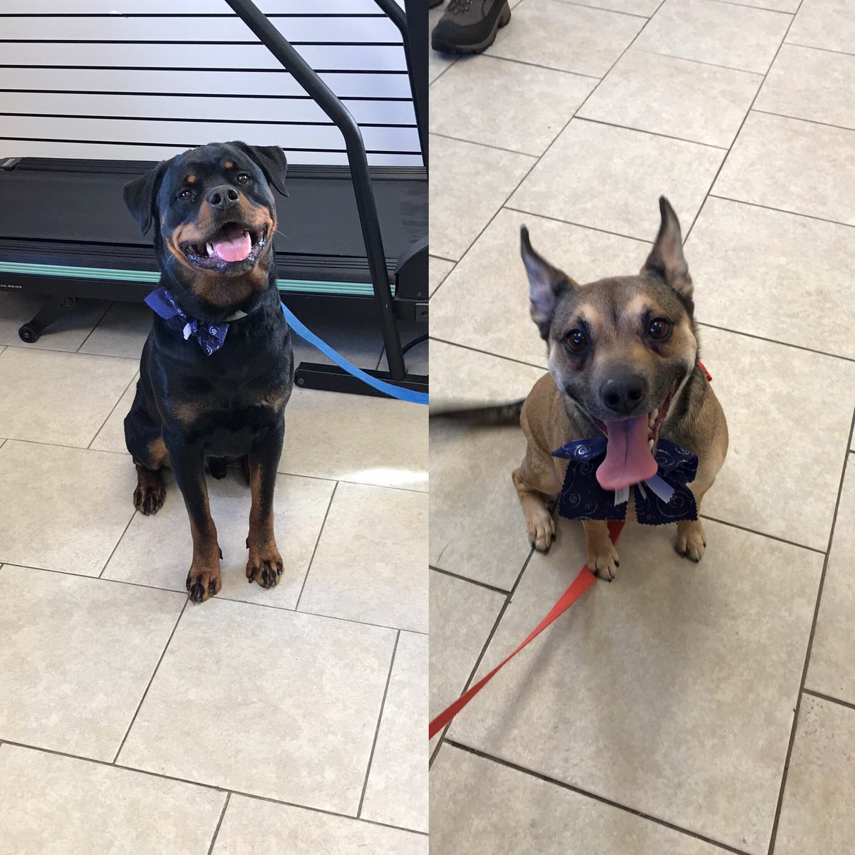 Cnevala27's tweet photo. Happy #NationalDogDay https://t.co/iZm2Frc431