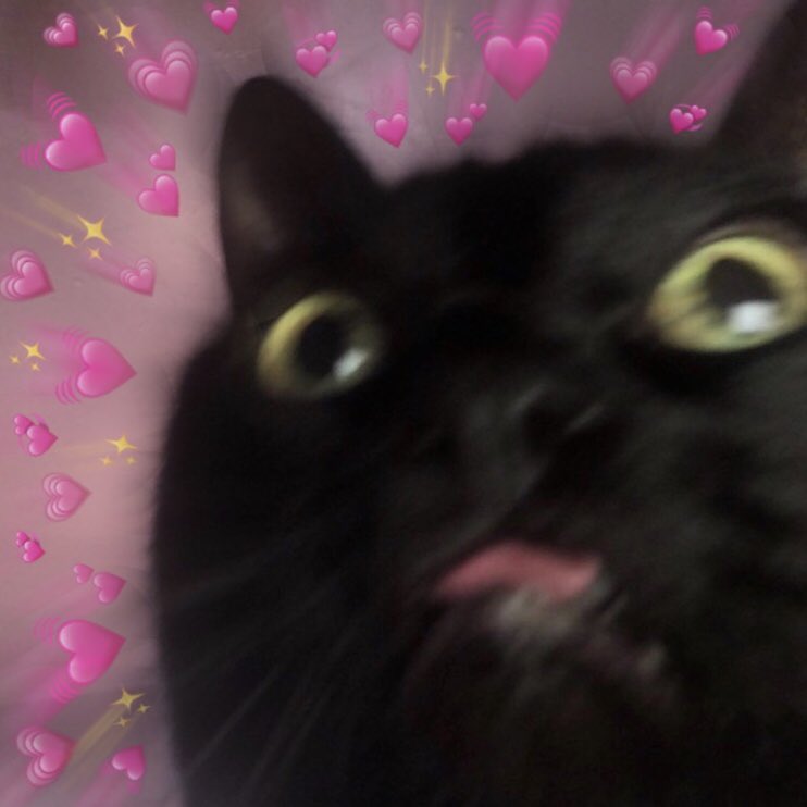 Sad Cat Heart Emoji Meme