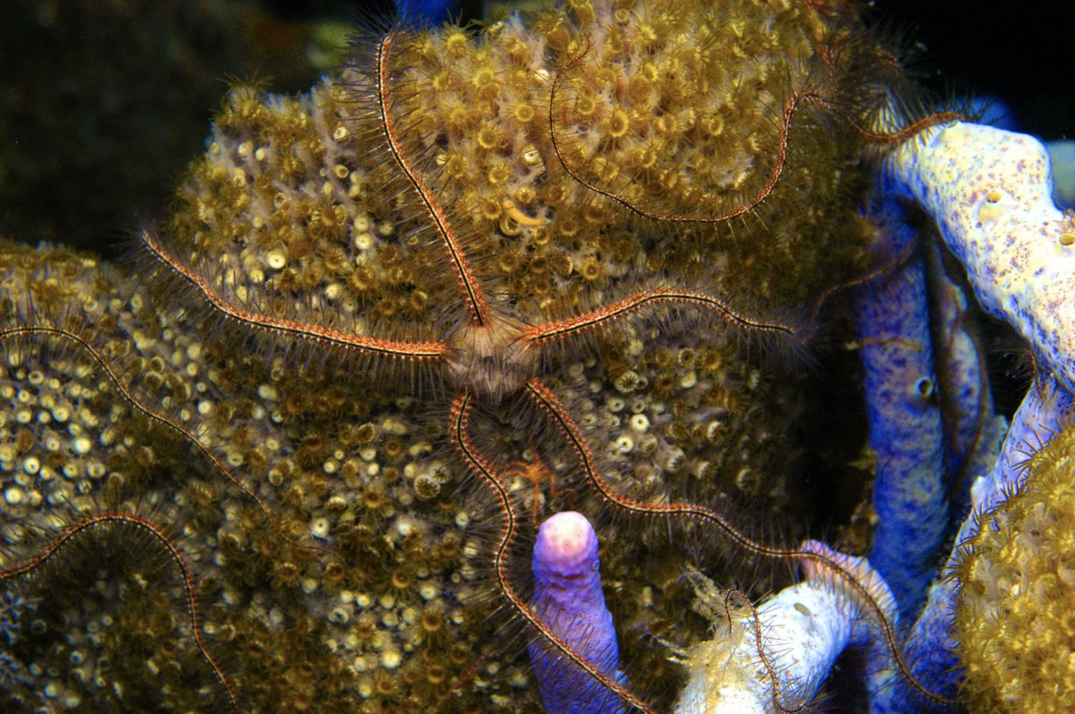 StuartCoveDive's tweet photo. Can you name this sea creature and its close relative? β
#divestuartcoves
#bahamas
#nassau
#conservation
#padi
#nature
#adventure https://t.co/MGJncmzVMa