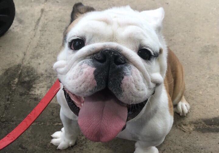 Here's a pic of a good boy to brighten your feed on #NationalDogDay

🐶 <a href="/TechXXII/">TechXXII</a>